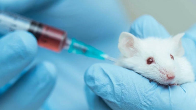 Animal Models for the COVID-19 Vaccine